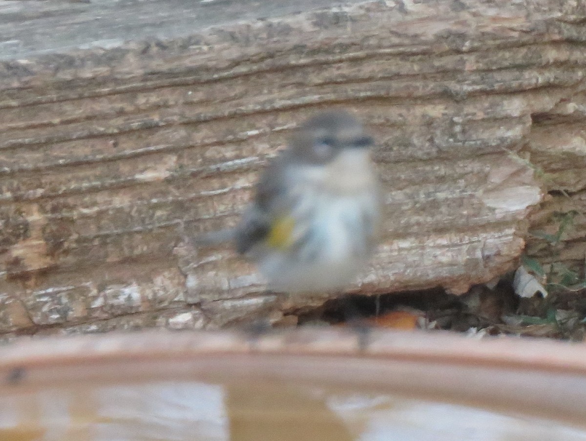 Yellow-rumped Warbler (Myrtle) - ML645109643