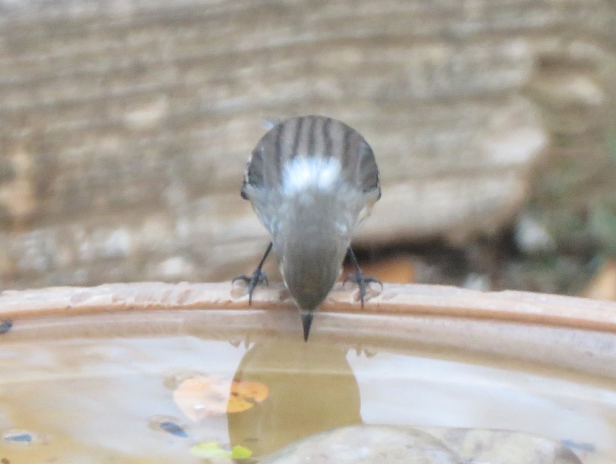 Yellow-rumped Warbler (Myrtle) - ML645109645