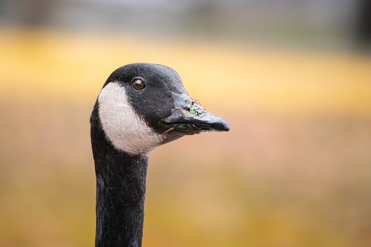 Bernache du Canada - ML645109646