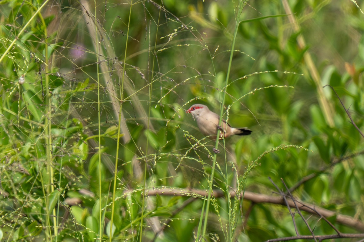 Black-rumped Waxbill - ML645109647