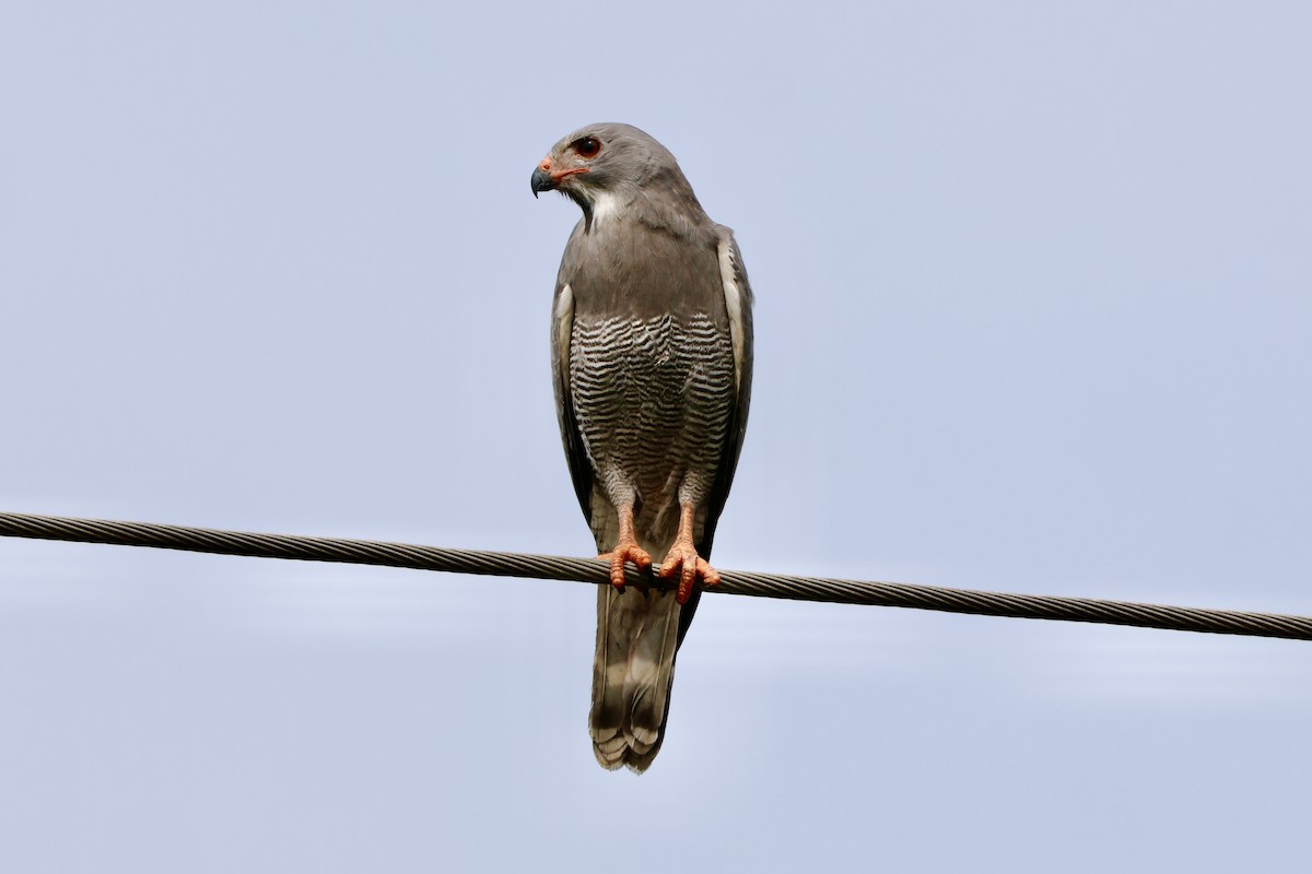 Lizard Buzzard - ML645109650