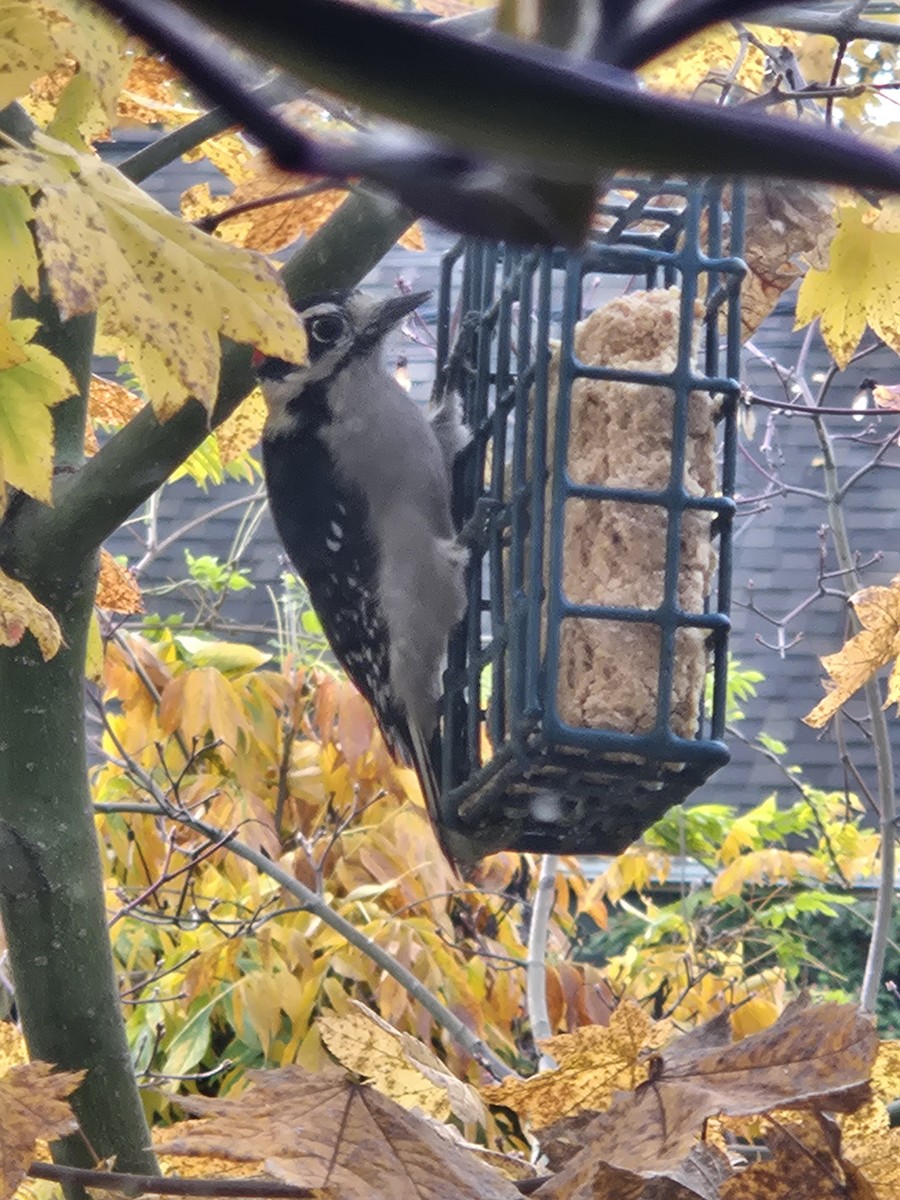 Downy Woodpecker - ML645109652