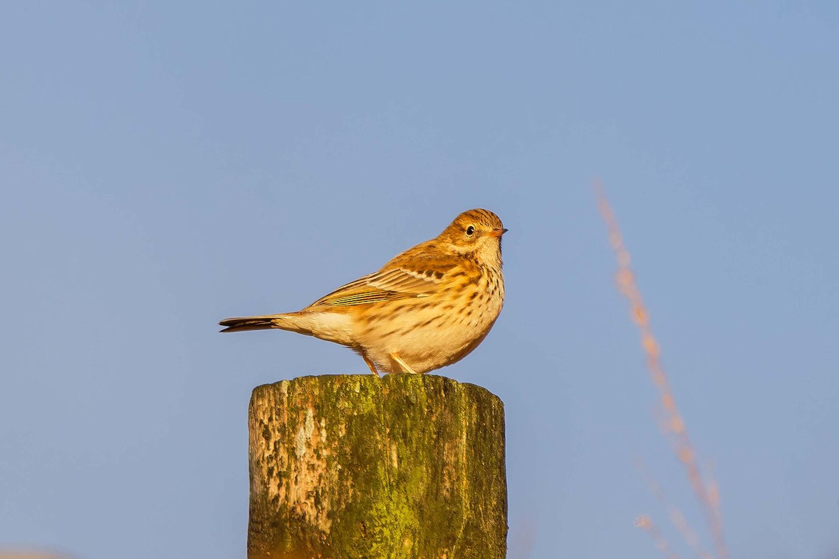 Meadow Pipit - ML645109657