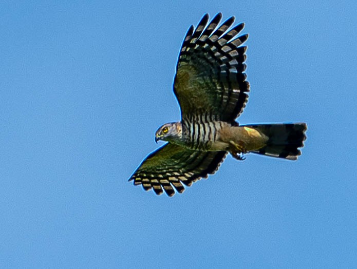 Pacific Baza - ML645109659