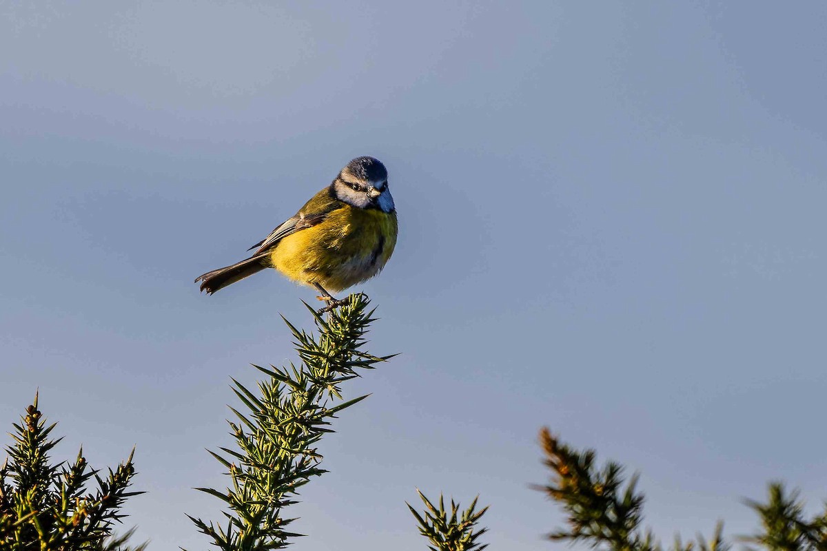 Eurasian Blue Tit - ML645109666