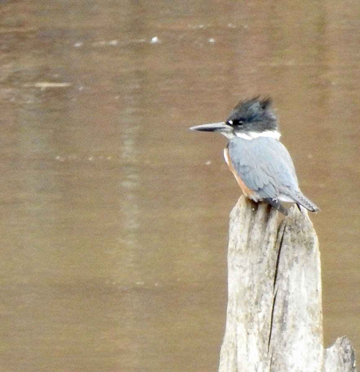 rybařík pruhoprsý - ML645109671