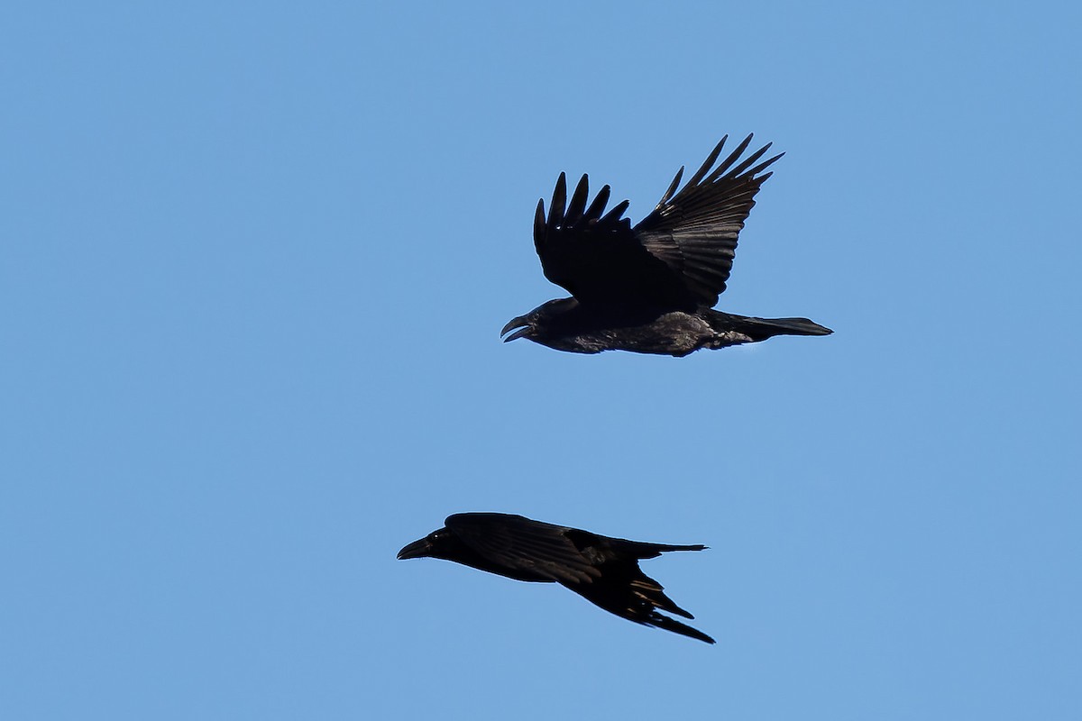 Common Raven - ML645109673
