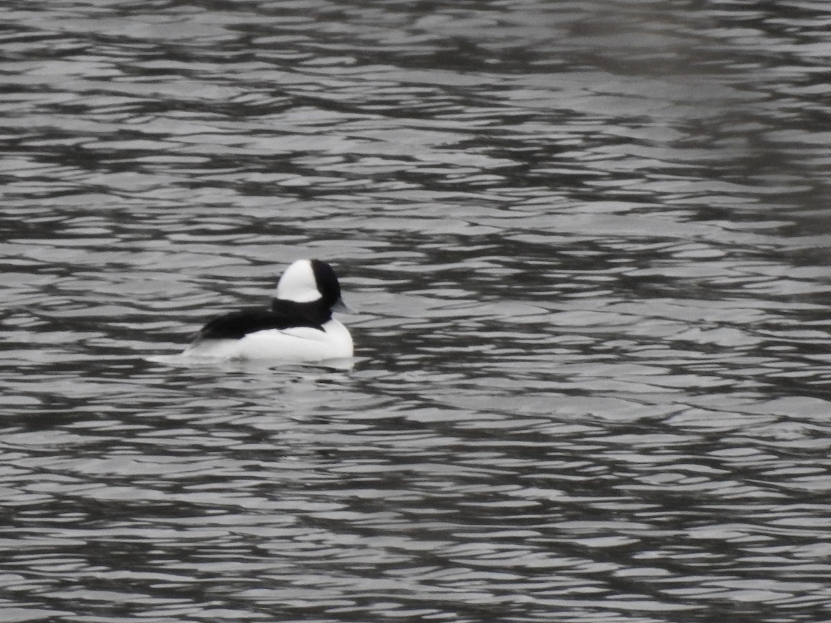 hohol bělavý - ML645109678