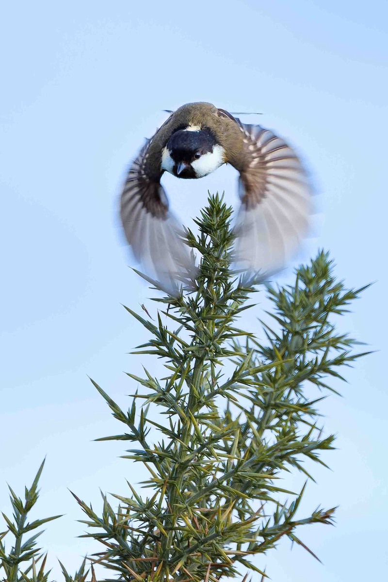 Coal Tit - ML645109680