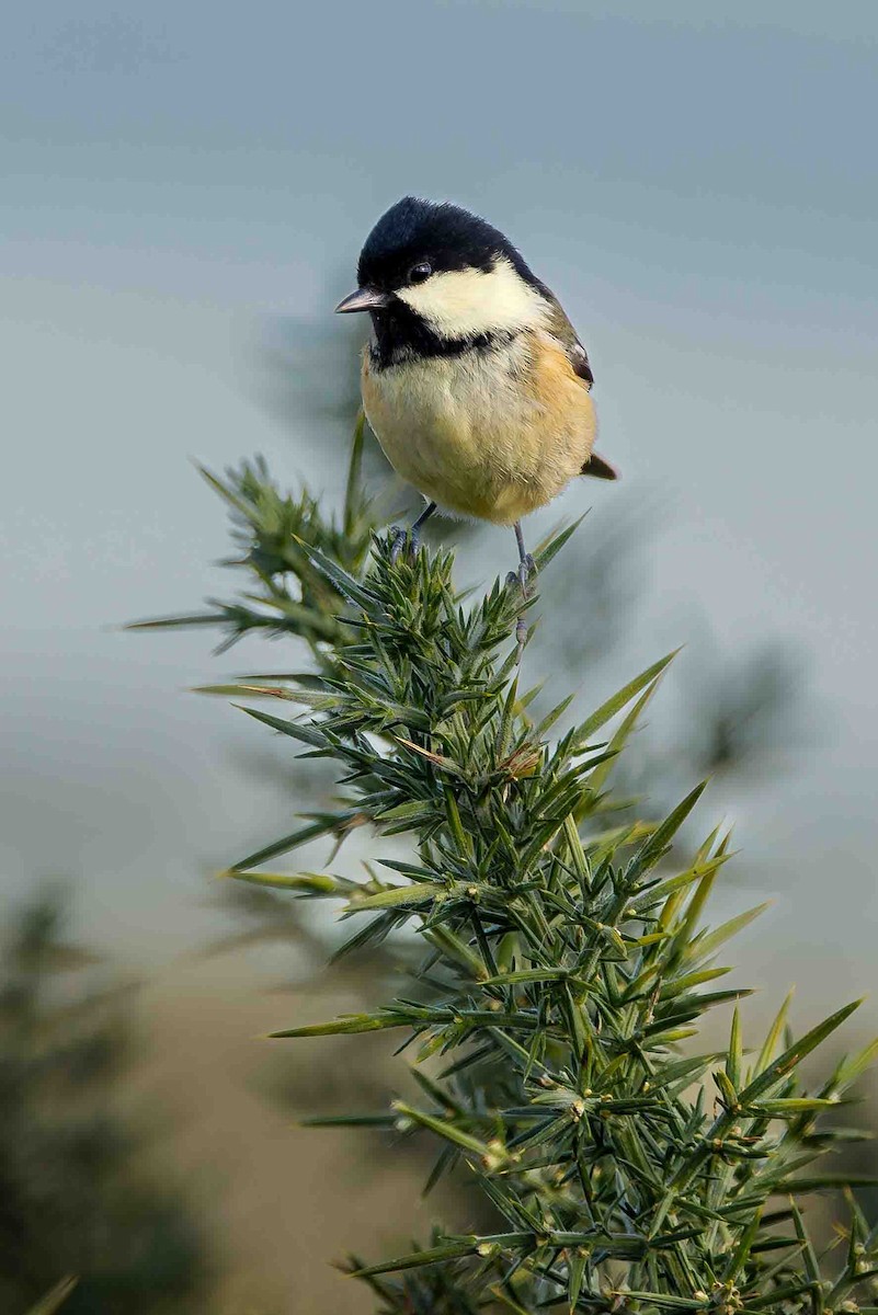 Coal Tit - ML645109681