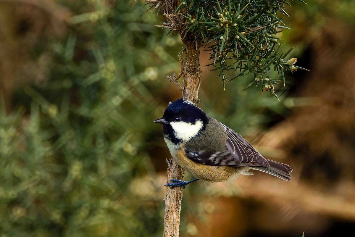 Coal Tit - ML645109682