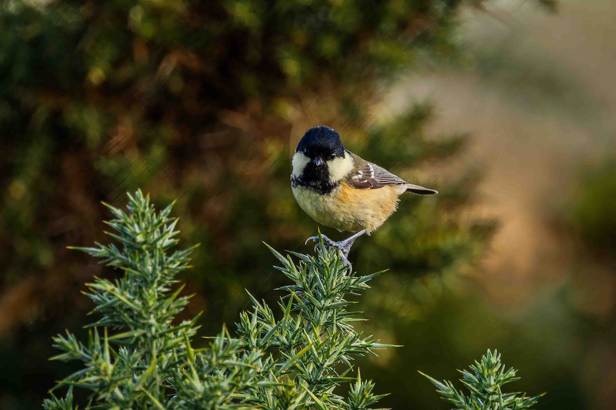 Coal Tit - ML645109683