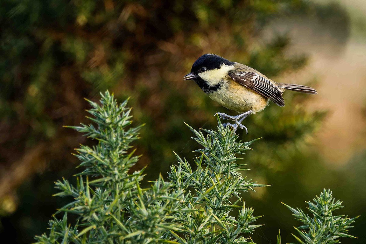 Coal Tit - ML645109684