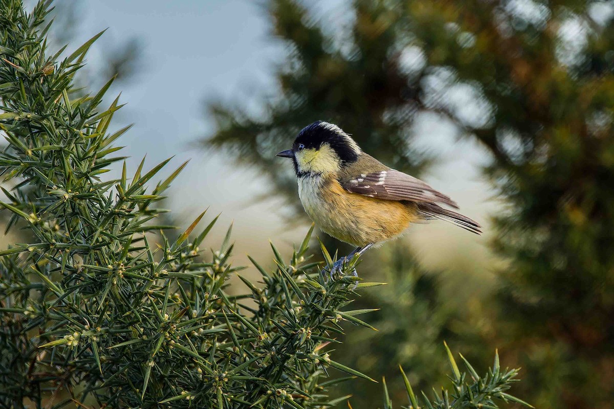 Coal Tit - ML645109685