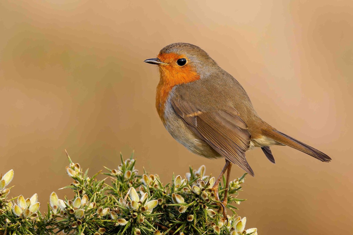 European Robin - ML645109693