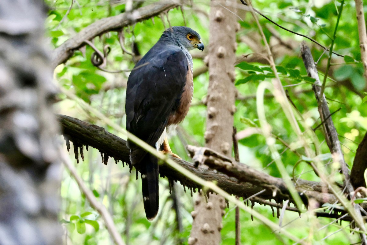 African Goshawk - ML645109696