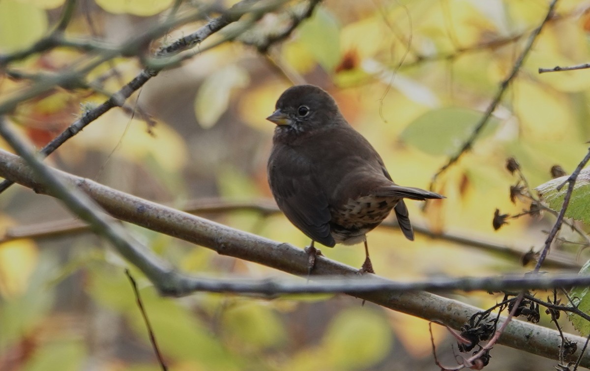 Fox Sparrow - ML645109700