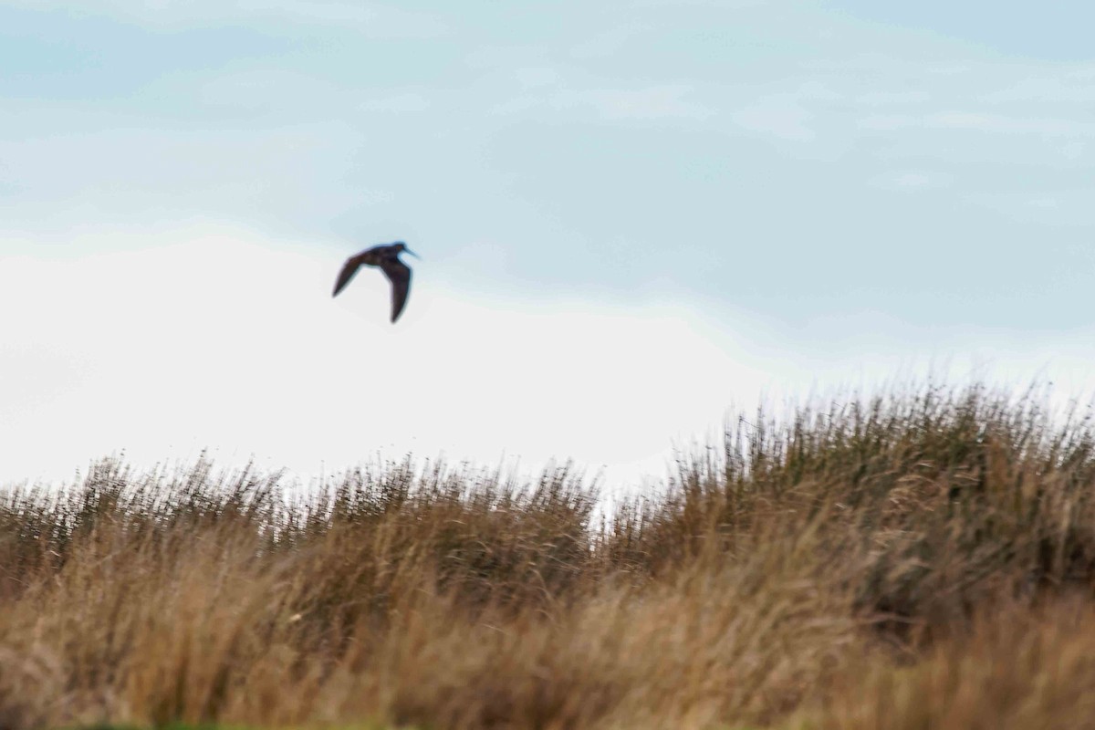 Eurasian Woodcock - ML645109702