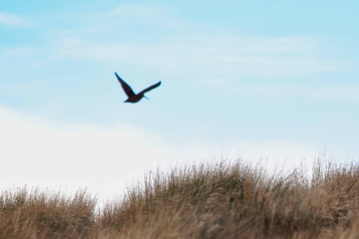 Eurasian Woodcock - ML645109703