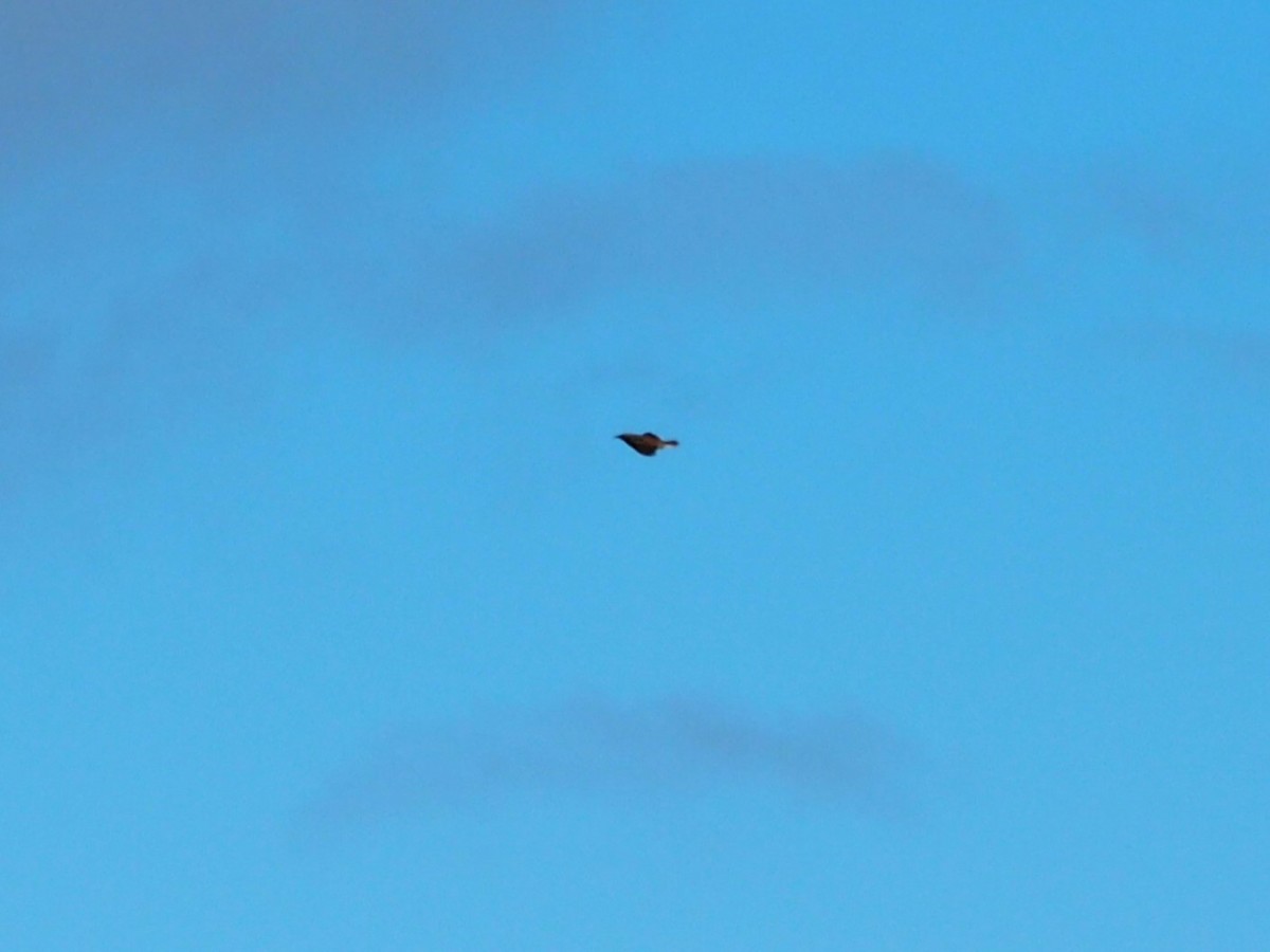 Western/Eastern Meadowlark - ML645109709