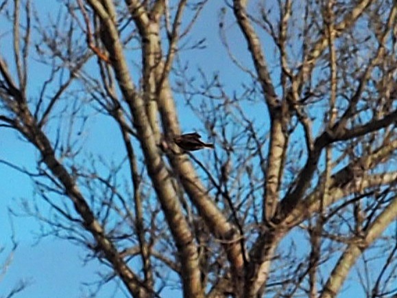 Western/Eastern Meadowlark - ML645109710