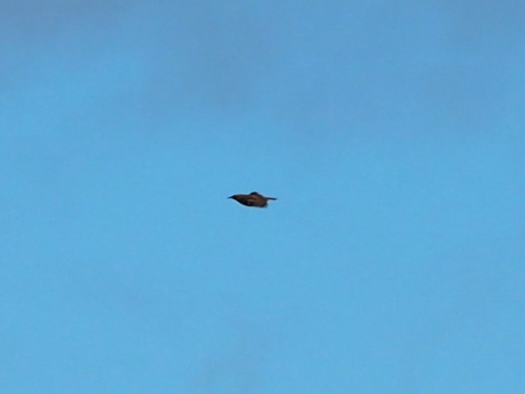 Western/Eastern Meadowlark - ML645109711