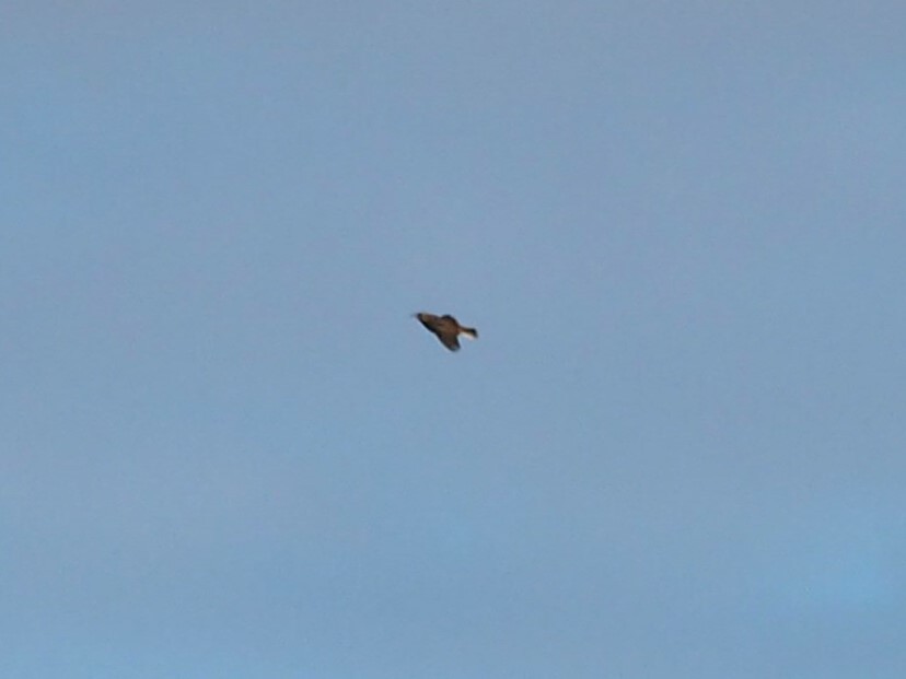 Western/Eastern Meadowlark - ML645109712