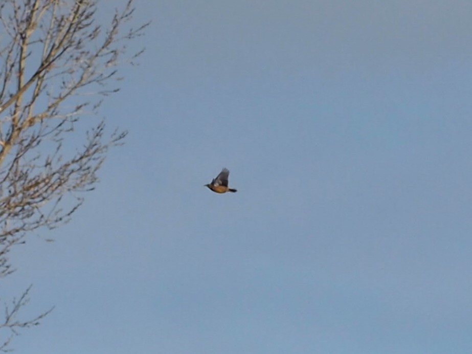 Western/Eastern Meadowlark - ML645109713