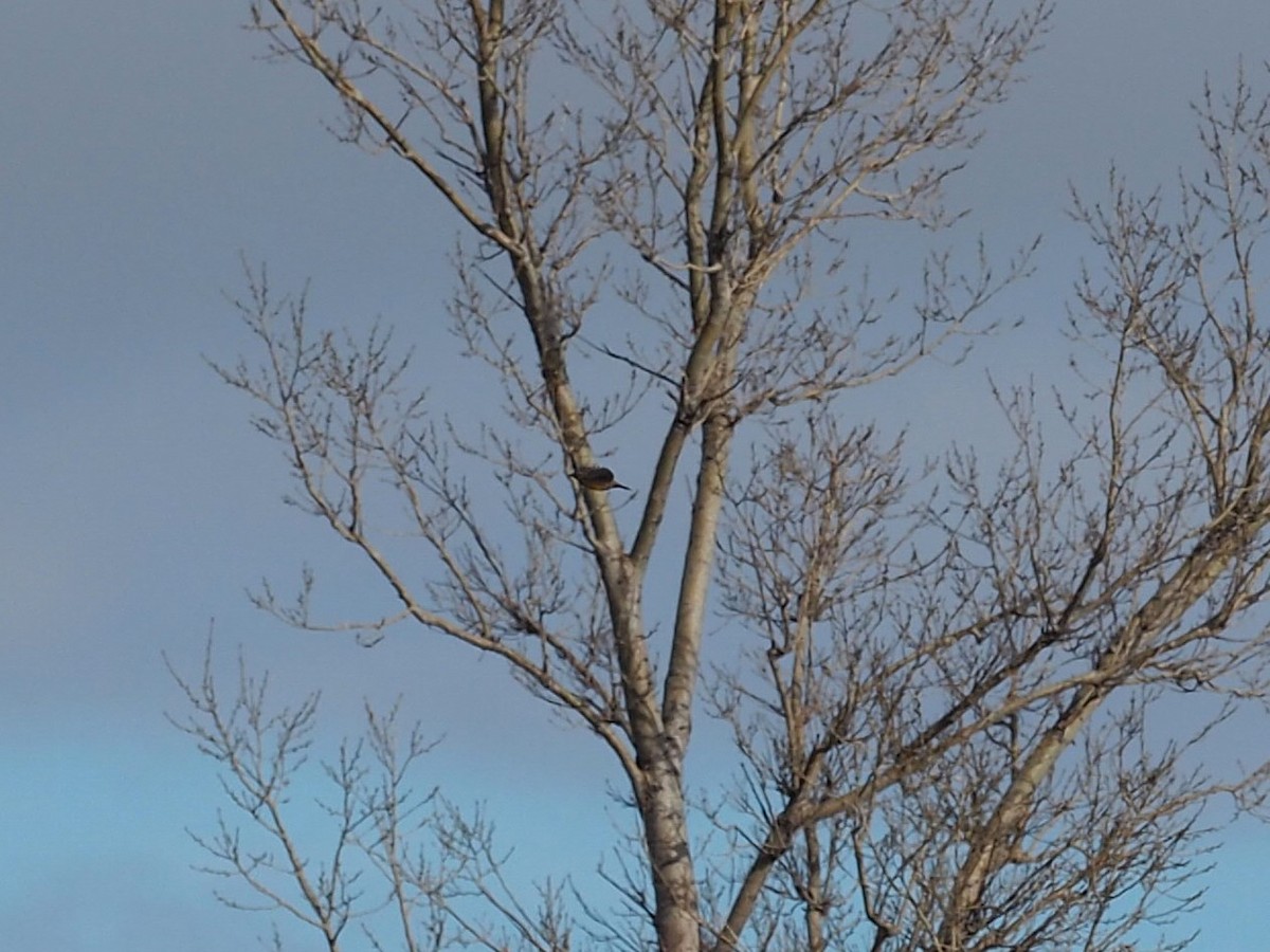 Western/Eastern Meadowlark - ML645109714