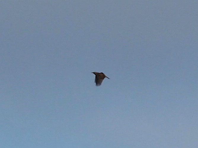 Western/Eastern Meadowlark - ML645109715