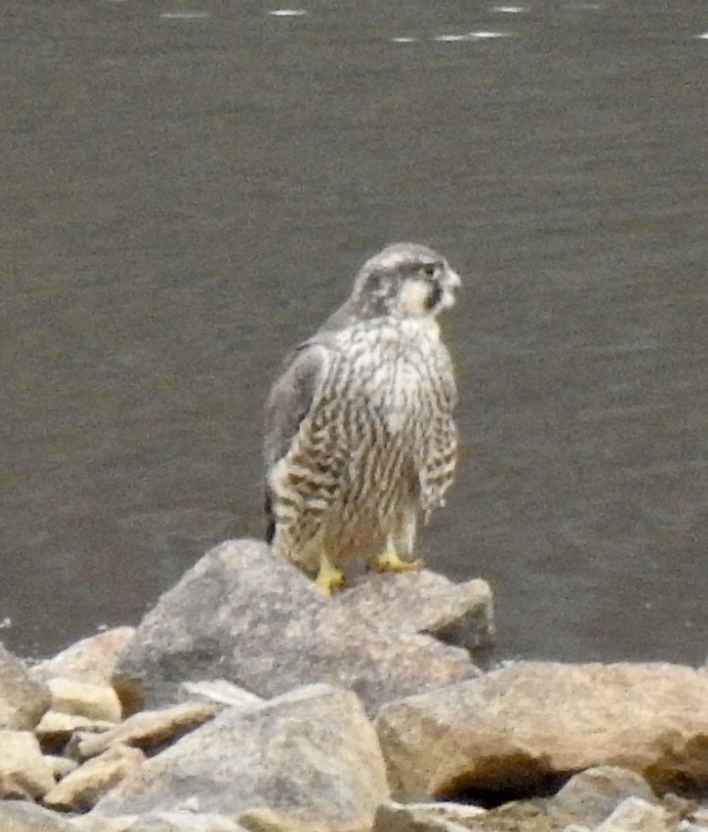 sokol stěhovavý - ML645109728