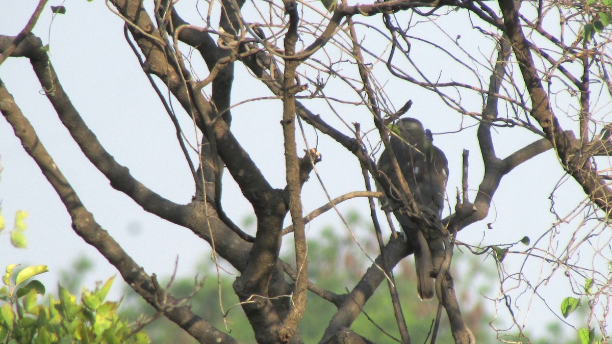 Shikra - ML645109729