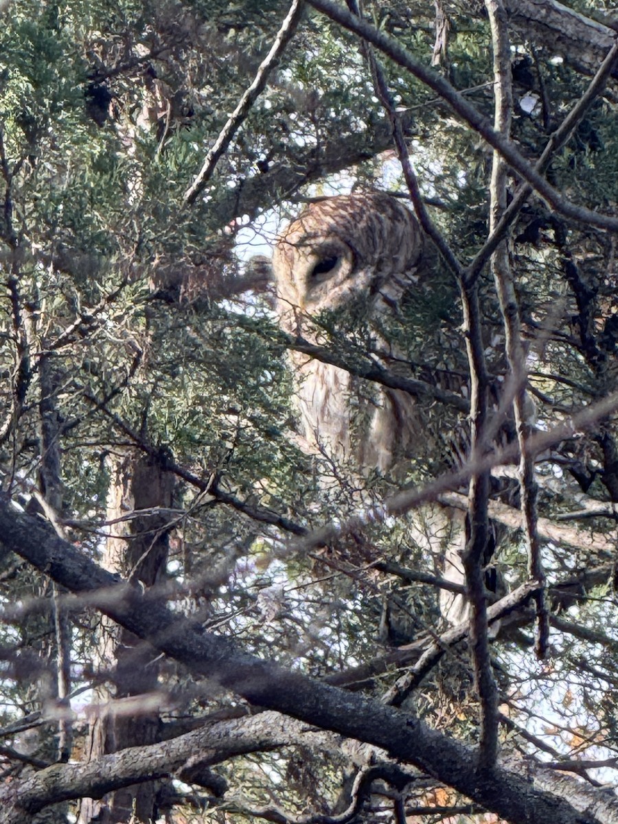 Barred Owl - ML645109733