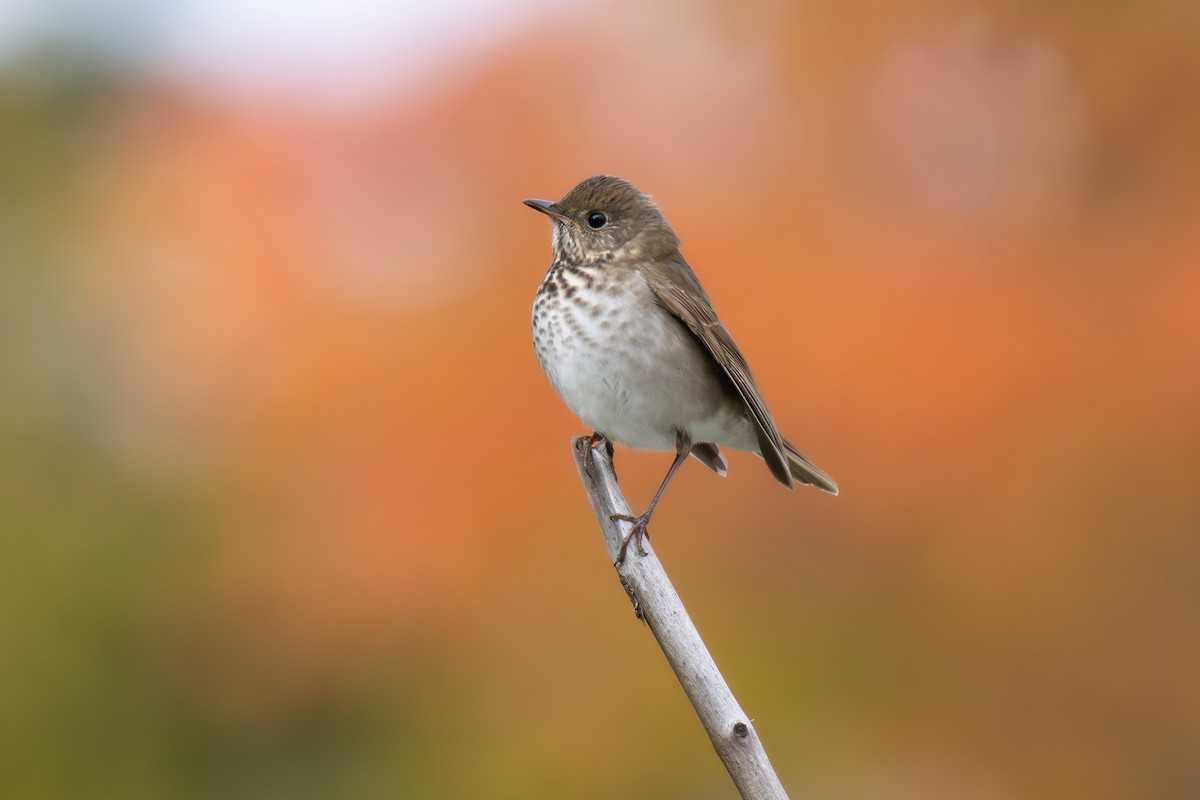 Малый дрозд - ML645109737