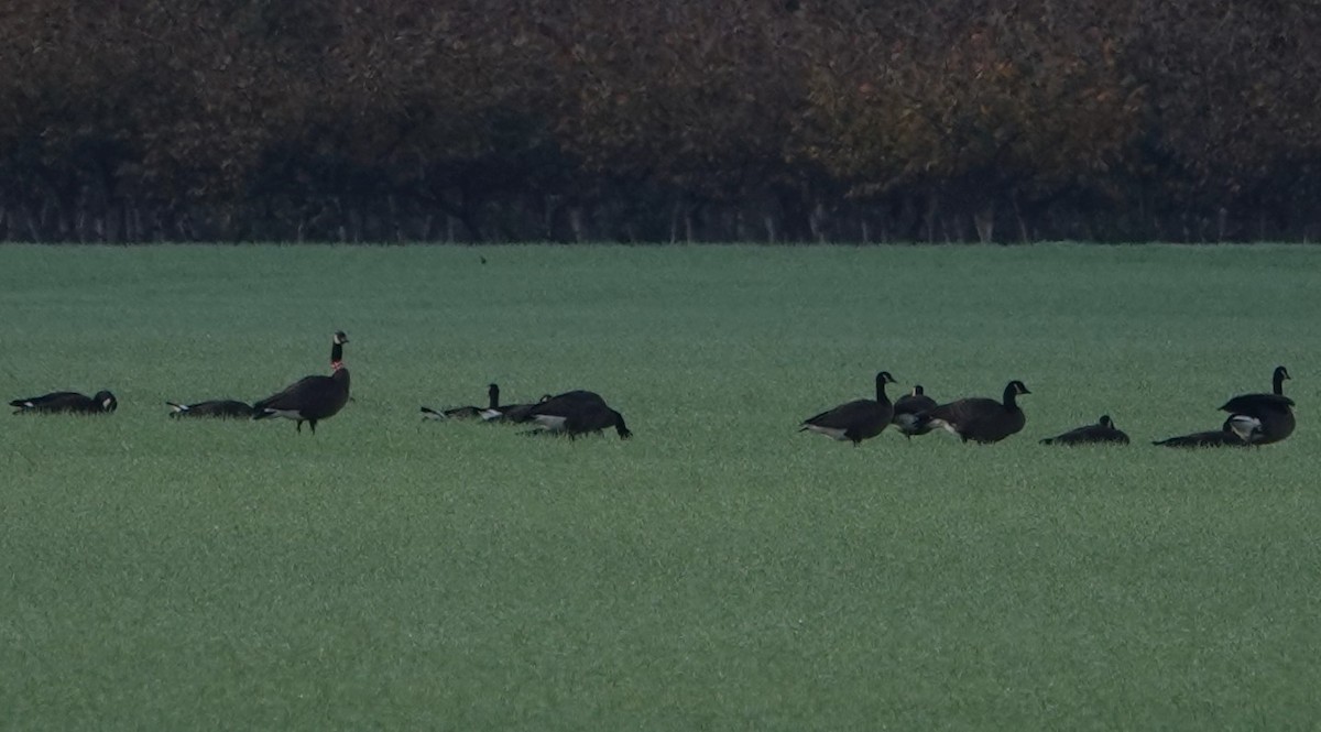 Bernache du Canada - ML645109739