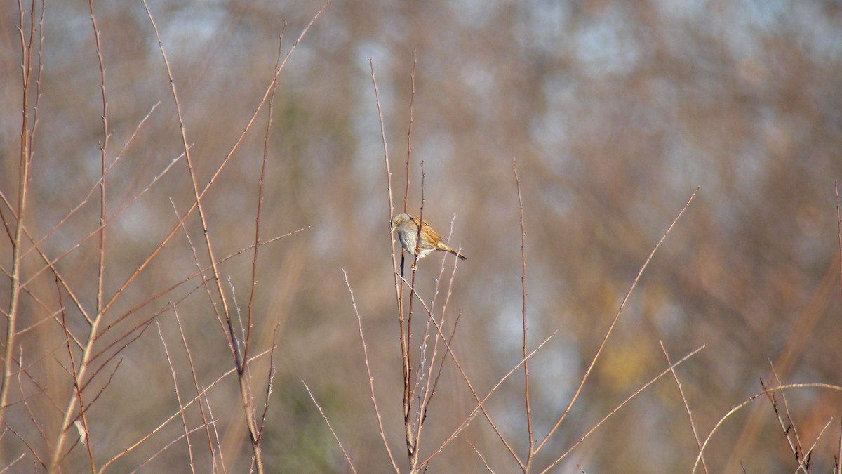 Accenteur mouchet - ML645109741