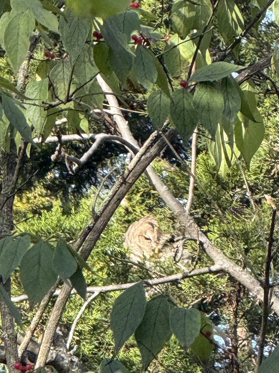 Barred Owl - ML645109742
