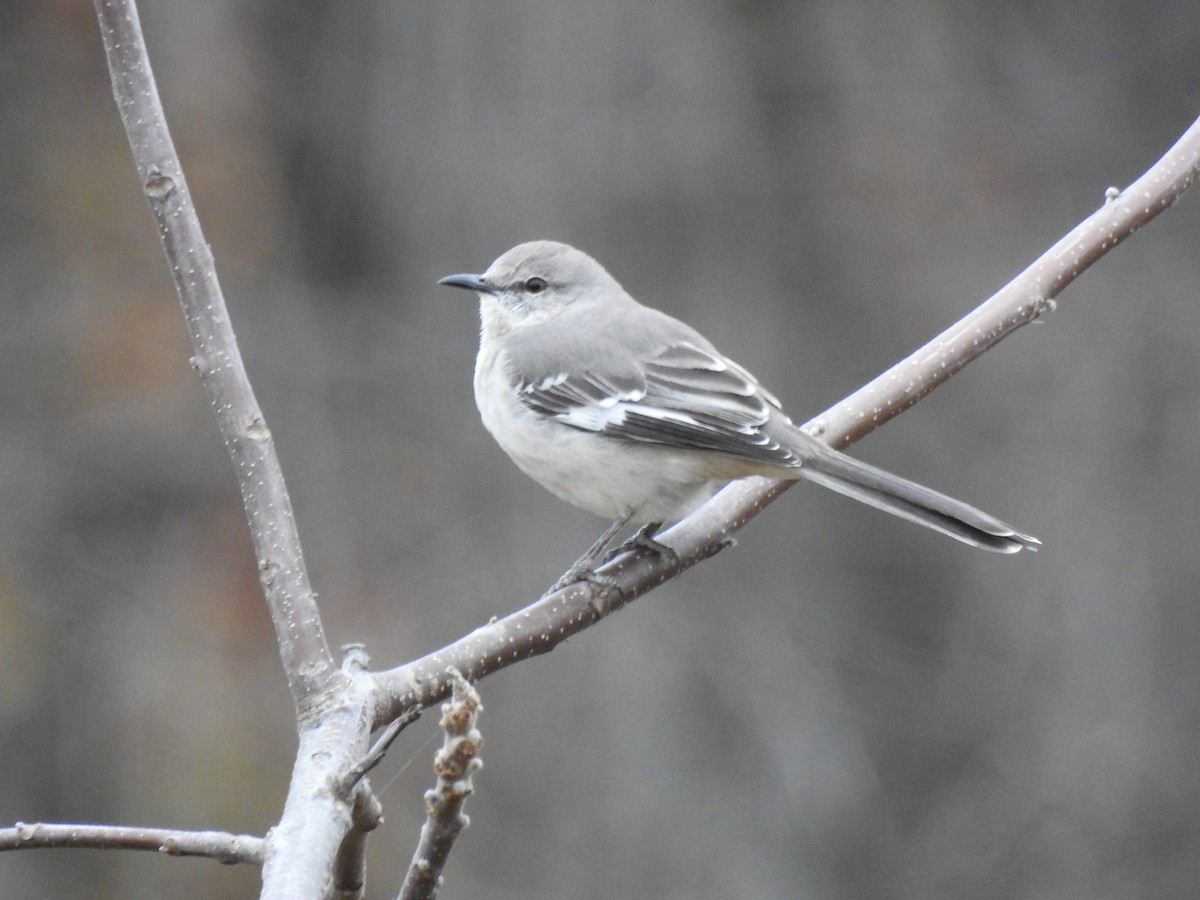 drozdec mnohohlasý - ML645109745