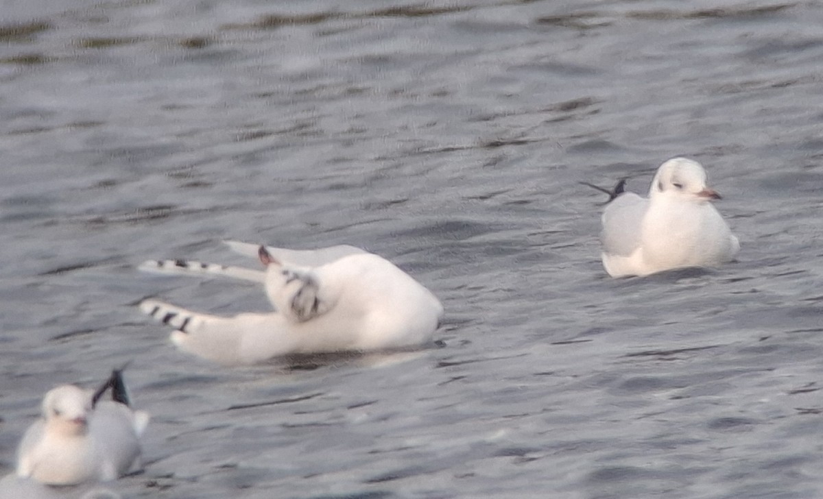 Mediterranean Gull - ML645109746