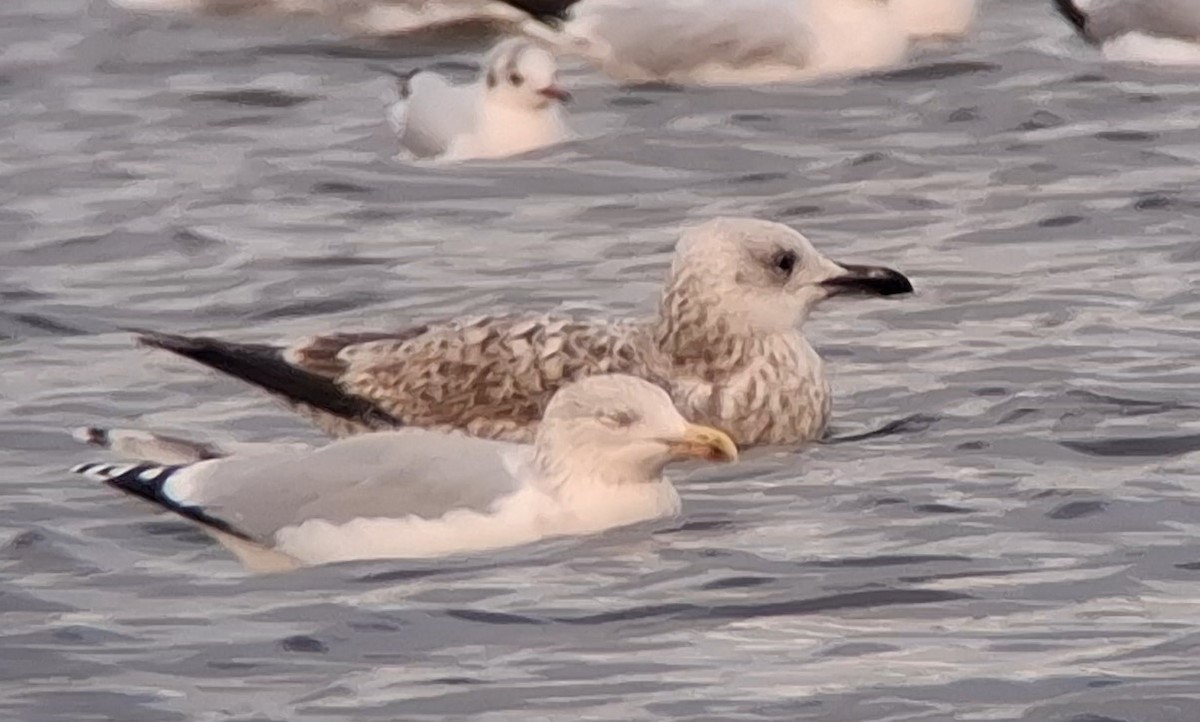 racek bělohlavý - ML645109747