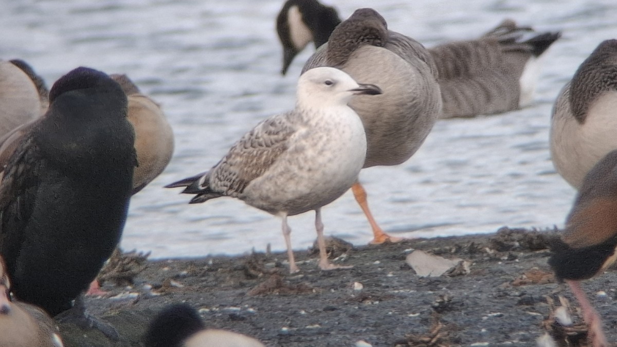 racek bělohlavý - ML645109748