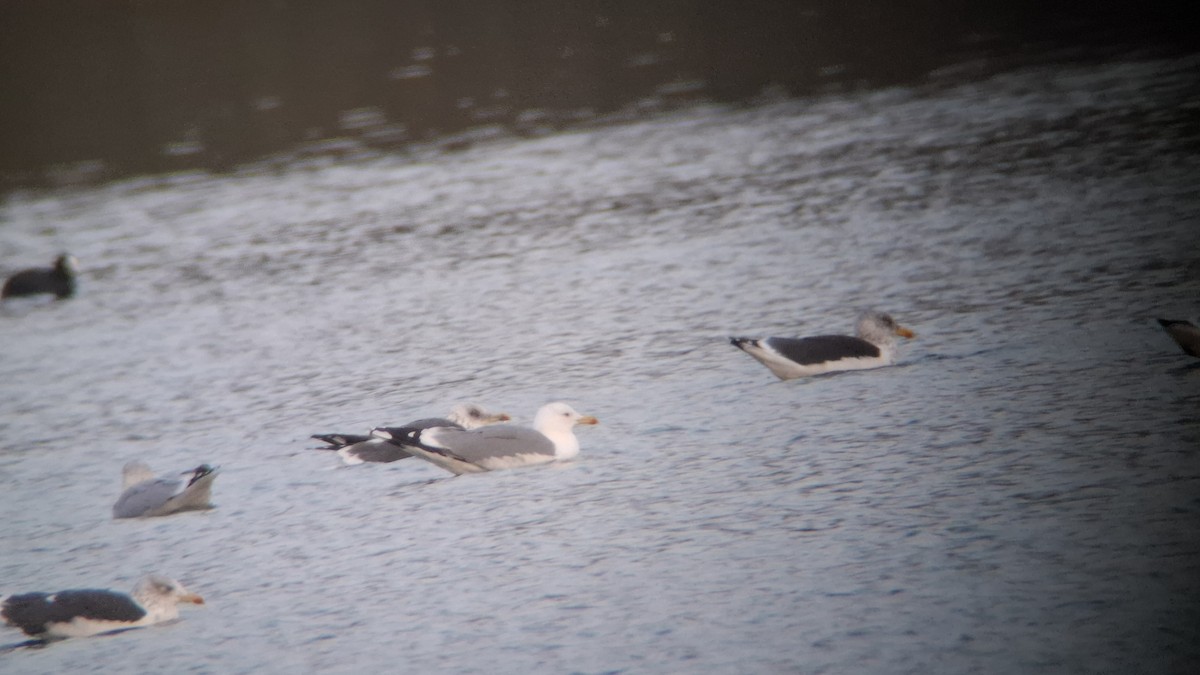 racek středomořský - ML645109749