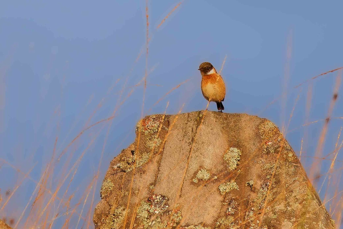 European Stonechat - ML645109753
