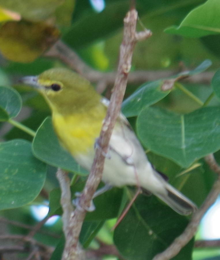 Yellow-throated Vireo - ML645109754