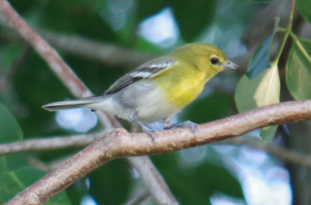 Yellow-throated Vireo - ML645109755
