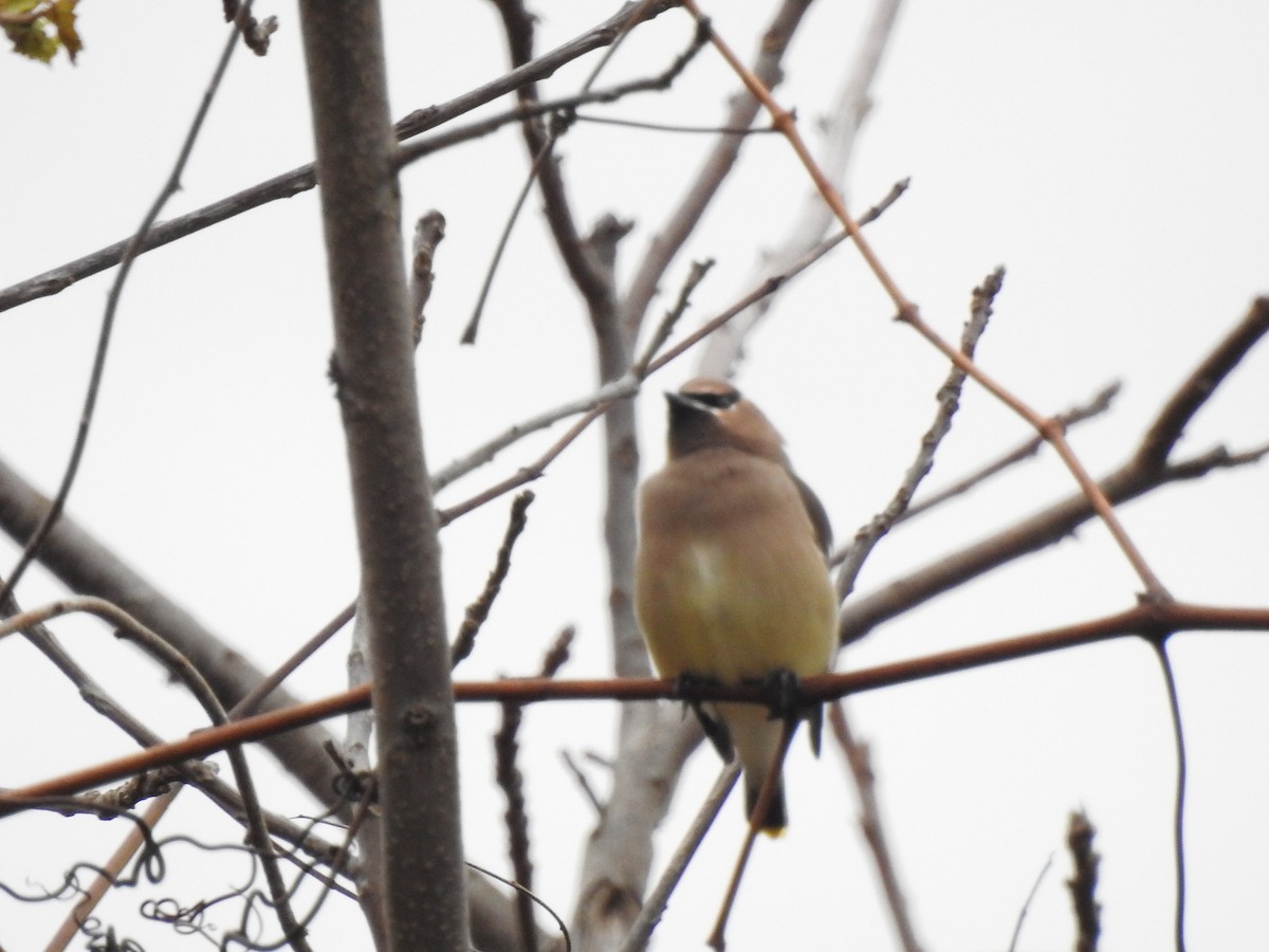 Sedir İpekkuyruğu - ML645109758