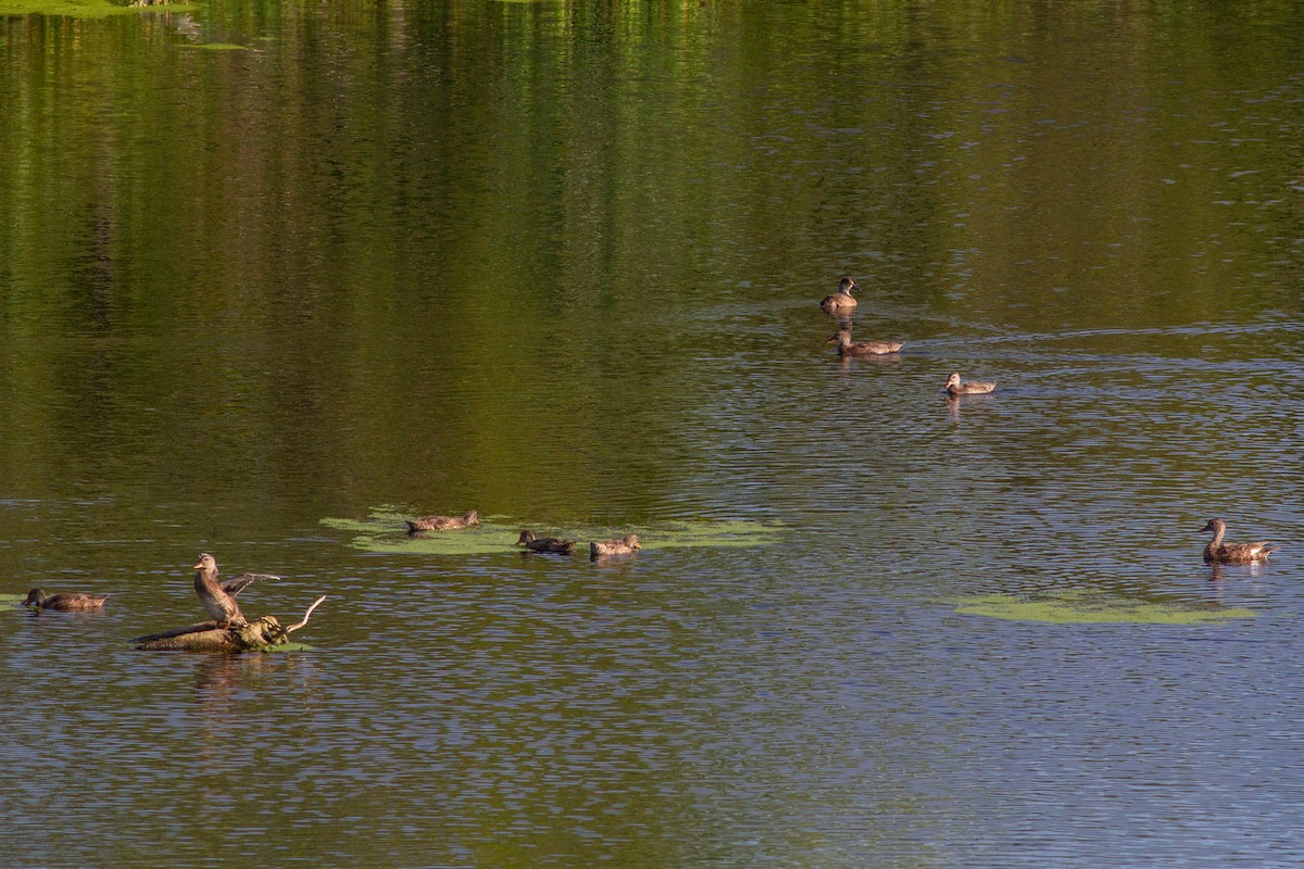 Gadwall - ML645109762