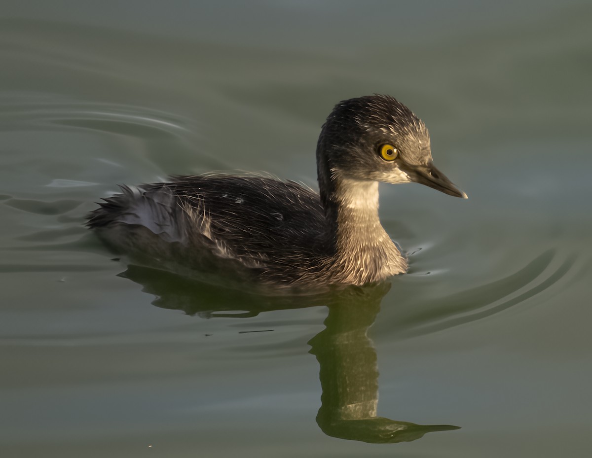 Least Grebe - ML645109770