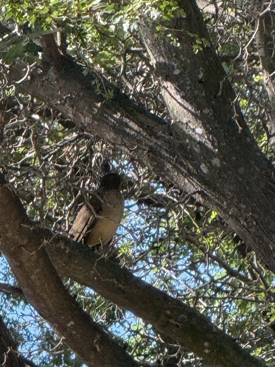 Merle fauve - ML645109782