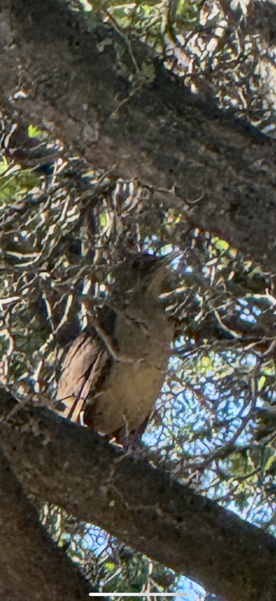 Merle fauve - ML645109783